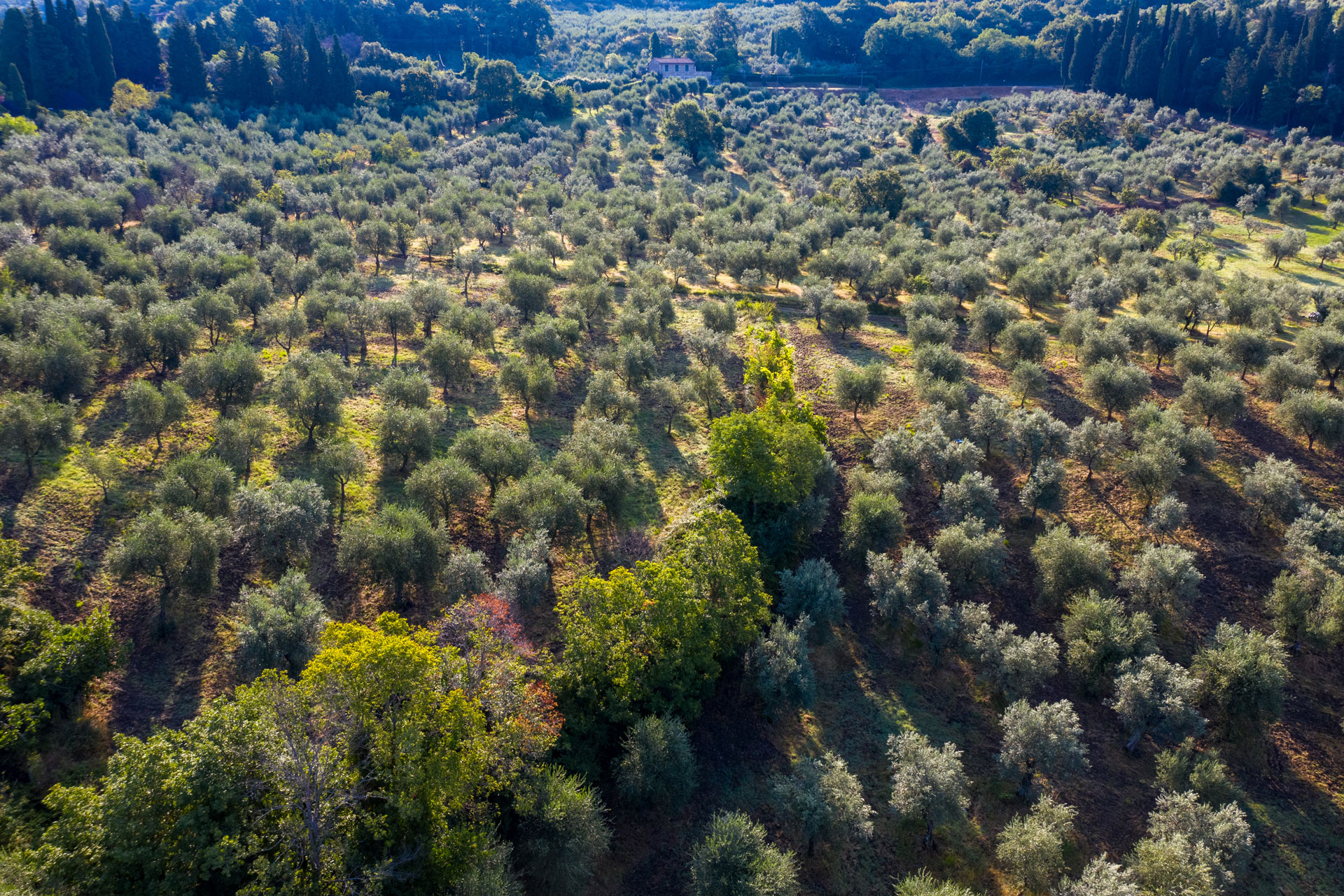 Olivi Azienda Buonamici